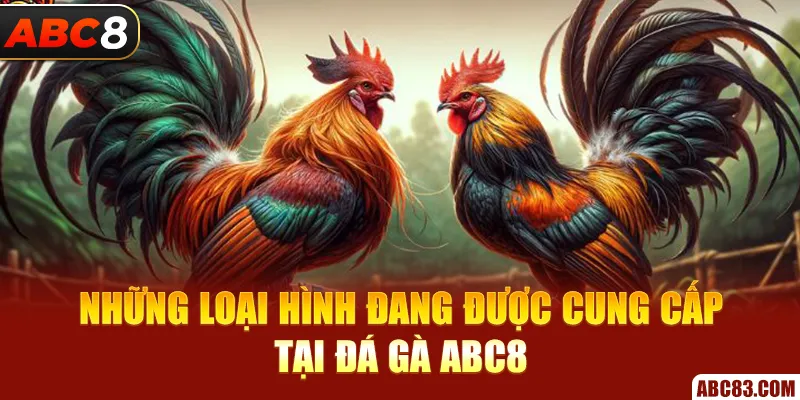 Đá Gà ABC8 – Trận Nổ Cựa Sắt, Tiền Về Cực Nhanh Những loại hình đang được cung cấp tại đá gà ABC8