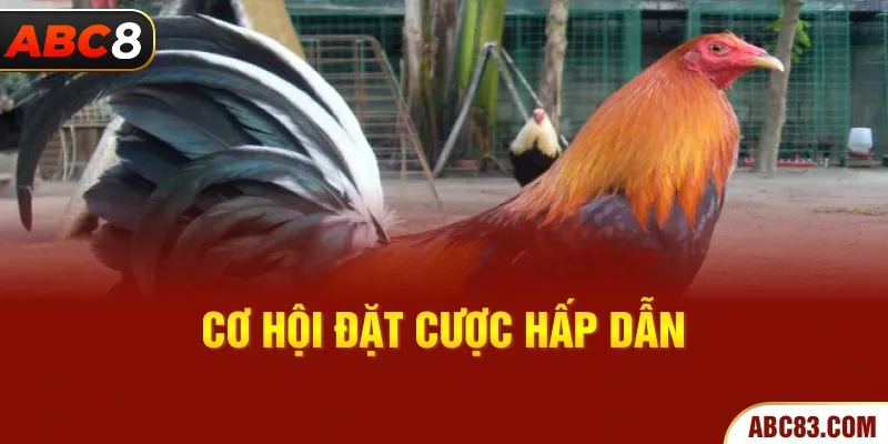 Giống Gà Đá – Những Chiến Kê Mạnh Mẽ Trong Mỗi Trận Đấu Cơ hội đặt cược hấp dẫn