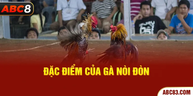 Gà Nòi Đòn – Chiến Kê Vô Địch, Sức Mạnh và Kỹ Năng Độc Đáo Đặc điểm của gà nòi đòn