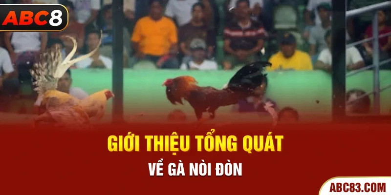 Gà Nòi Đòn – Chiến Kê Vô Địch, Sức Mạnh và Kỹ Năng Độc Đáo Giới thiệu tổng quát về gà nòi đòn