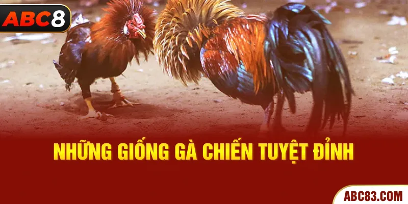 Giống Gà Đá – Những Chiến Kê Mạnh Mẽ Trong Mỗi Trận Đấu Những giống gà chiến tuyệt đỉnh