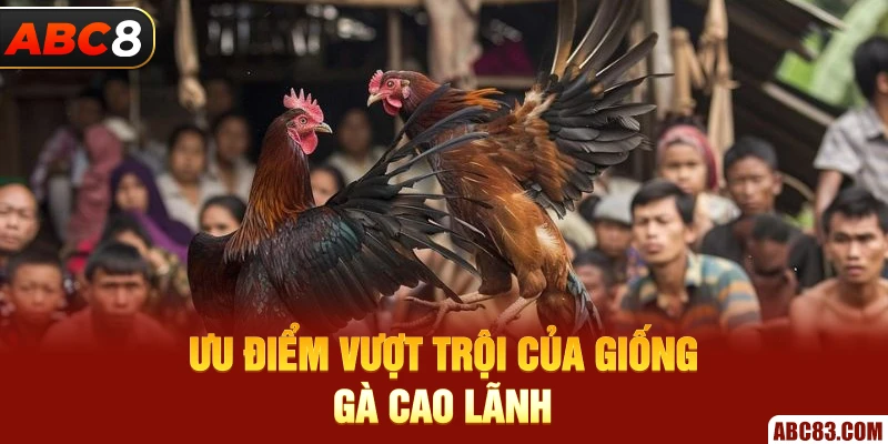Gà Cao Lãnh Huyền Thoại Chiến Kê Đỉnh Cao Độc Quyền Ở ABC8 Ưu điểm vượt trội của giống gà Cao lãnh